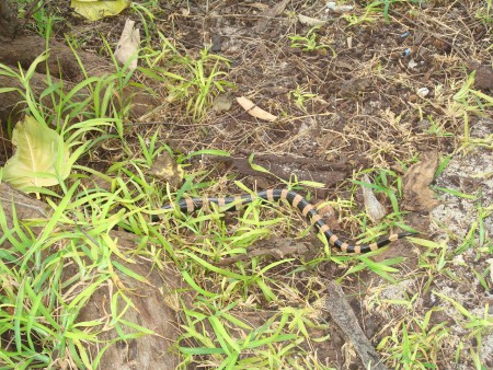 un serpent dangereux mais tres peureux